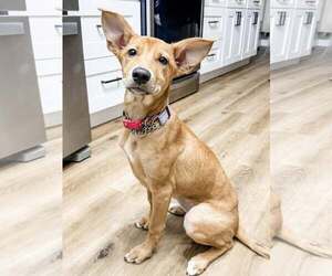 German Shepherd Dog-Unknown Mix Dogs for adoption in Valrico, FL, USA