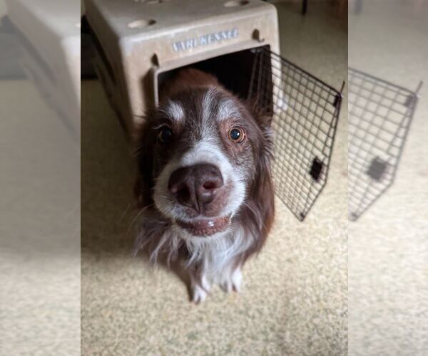 Medium Photo #3 Australian Shepherd Puppy For Sale in Rustburg, VA, USA