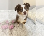 Small Photo #5 Miniature Australian Shepherd Puppy For Sale in DENHAM SPRINGS, LA, USA