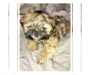 Shih Tzu Puppy for sale in SAINT LOUIS, MO, USA