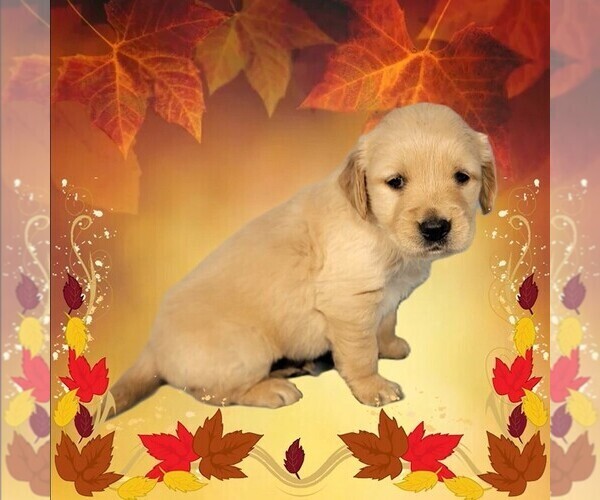 Medium Photo #11 Golden Retriever Puppy For Sale in BLACK FOREST, CO, USA