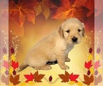 Small Photo #12 Golden Retriever Puppy For Sale in BLACK FOREST, CO, USA