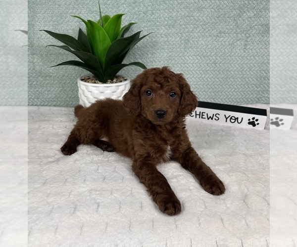 Medium Photo #3 Goldendoodle (Miniature) Puppy For Sale in GREENFIELD, IN, USA