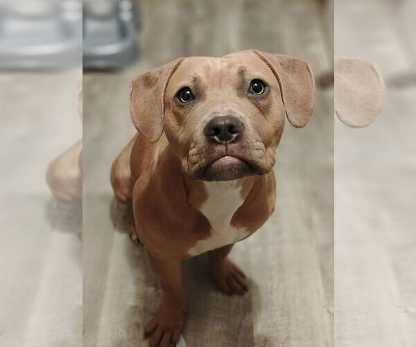 Medium Photo #6 Labrador Retriever-Unknown Mix Puppy For Sale in Alexander, AR, USA