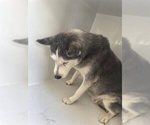Siberian Husky Dogs for adoption in Houston, TX, USA