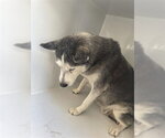 A662674 - Female Siberian Husky Dog for Adoption - Small photo