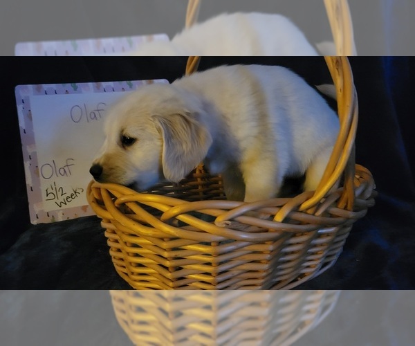 Medium Photo #22 Golden Retriever Puppy For Sale in VOORHEES, NJ, USA