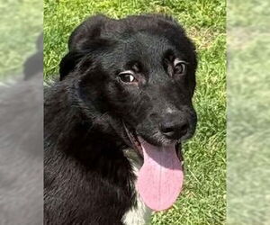 Border Collie-Great Pyrenees Mix Dogs for adoption in Canton, CT, USA