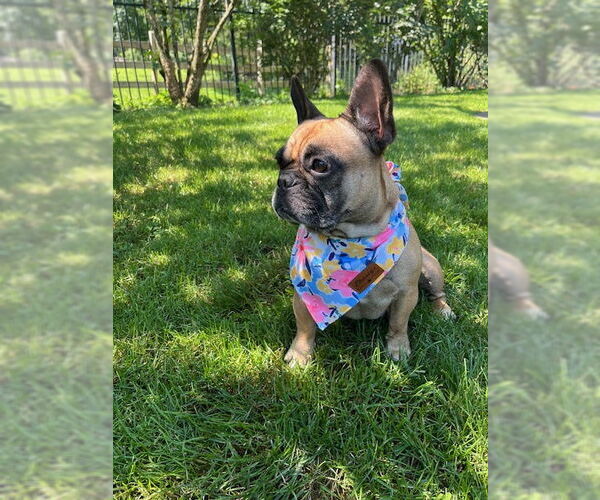 Medium Photo #2 French Bulldog-Unknown Mix Puppy For Sale in Rockaway, NJ, USA