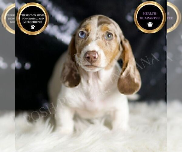 Medium Photo #49 Dachshund Puppy For Sale in WARSAW, IN, USA