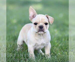 French Bulldog Puppy for sale in RONKS, PA, USA