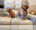 Puppy Red Collar Golden Retriever