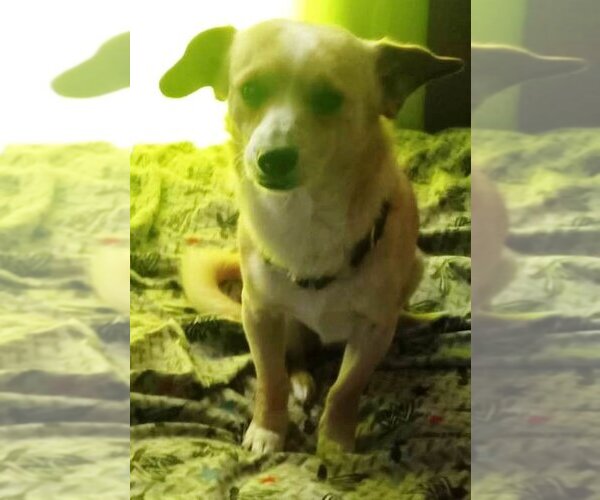 Medium Photo #4 Chihuahua-Unknown Mix Puppy For Sale in San Antonio, TX, USA