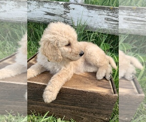 Goldendoodle Puppy for sale in CONCEPTION JUNCTION, MO, USA