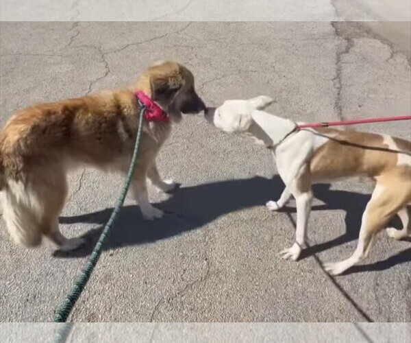 Medium Photo #9 Anatolian Shepherd-Unknown Mix Puppy For Sale in Houston, TX, USA
