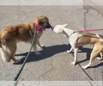 Small #8 Anatolian Shepherd Mix