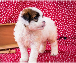 Small Photo #11 Saint Berdoodle Puppy For Sale in WAKARUSA, IN, USA