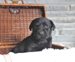 Medium Labrador Retriever