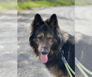 German Shepherd Dog Dogs for adoption in Oakdale, CA, USA