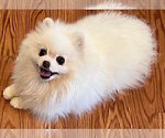 Small Photo #5 Pomeranian Puppy For Sale in RESEDA, CA, USA
