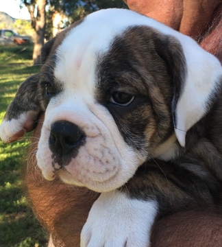Medium Photo #5 Olde English Bulldogge Puppy For Sale in CANYON LAKE, TX, USA