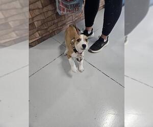 Collie-Unknown Mix Dogs for adoption in Temple, TX, USA