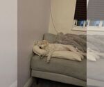 Small #6 Labradoodle-Maltese Mix