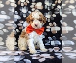 Small Photo #3 Cockapoo-Poodle (Miniature) Mix Puppy For Sale in BIRD IN HAND, PA, USA