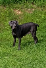 Mother of the Cane Corso puppies born on 05/11/2017