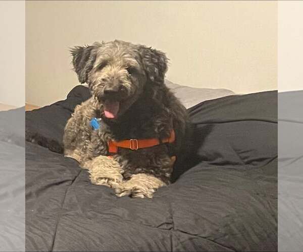 Medium Photo #1 Labradoodle Puppy For Sale in Plainfield, IL, USA