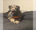 Small Labradoodle