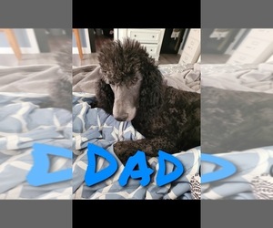 Father of the Sheepadoodle puppies born on 07/31/2023