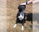 Small #7 Labrador Retriever