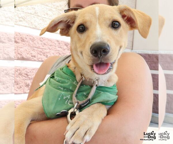 Medium Photo #5 Labrador Retriever-Unknown Mix Puppy For Sale in Washington, DC, USA