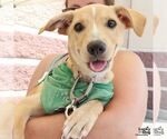 Small #4 Labrador Retriever Mix