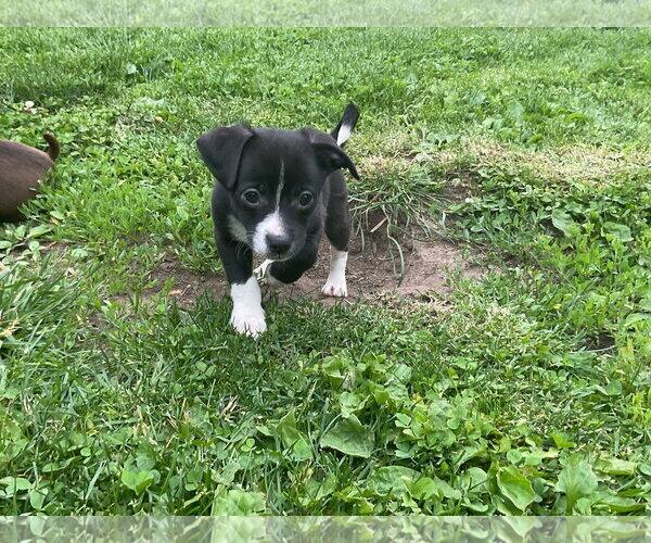 Medium Photo #5 Australian Shepherd-Chihuahua Mix Puppy For Sale in Fort Wayne, IN, USA