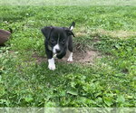 Small #4 Australian Shepherd-Chihuahua Mix