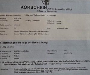 Father of the German Shepherd Dog puppies born on 10/10/2024