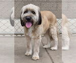 Small Tibetan Terrier Mix