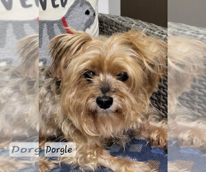 Dorgle - Male Maltese-Unknown Mix Dog for Adoption - Photo #5