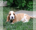 Small #4 Basset Hound