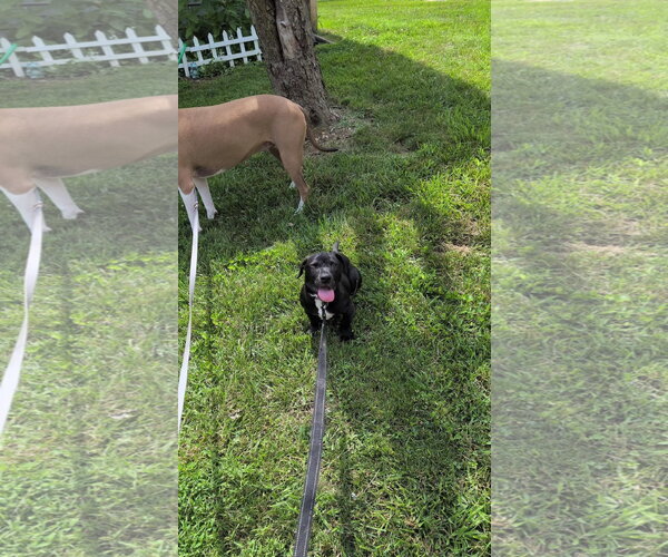 Medium Photo #10 Mutt Puppy For Sale in Derwood, MD, USA