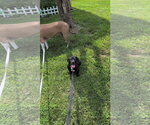 Small #9 Mutt