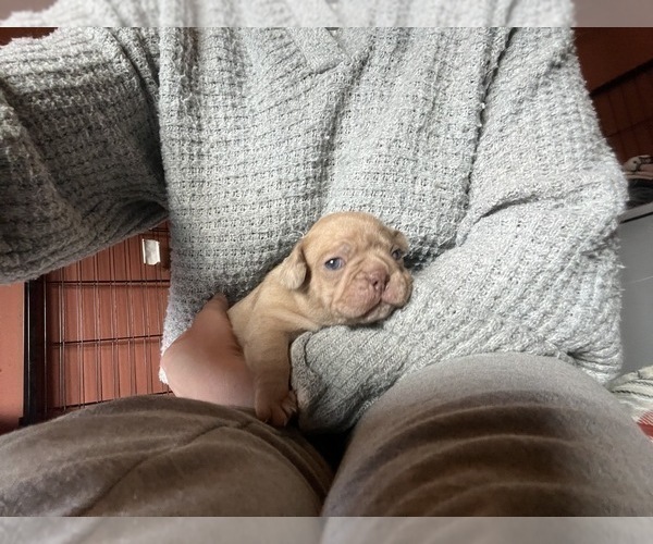 Medium Photo #11 Frenchie Pug Puppy For Sale in BLOOMINGTON, IL, USA