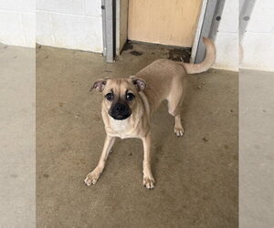 Chug Dogs for adoption in Sterling, MA, USA