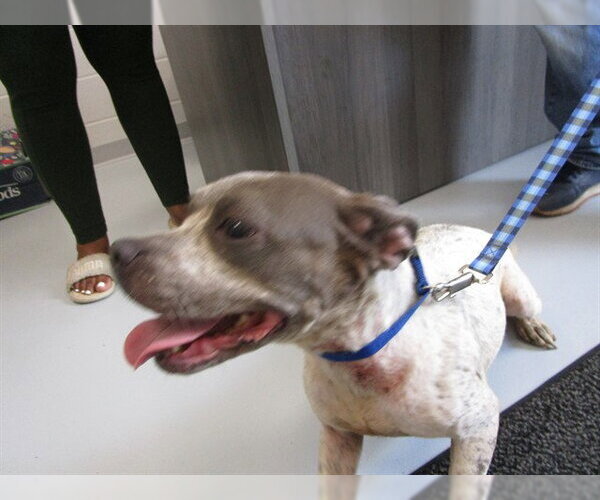 Medium Photo #1 American Pit Bull Terrier Puppy For Sale in Ocala, FL, USA