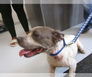 American Pit Bull Terrier Dogs for adoption in Ocala, FL, USA