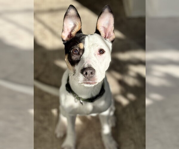 Medium Photo #1 American Staffordshire Terrier-Unknown Mix Puppy For Sale in Holly Springs, NC, USA