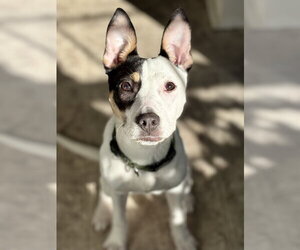 American Staffordshire Terrier-Unknown Mix Dogs for adoption in Holly Springs, NC, USA