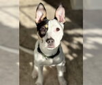 Willamena - Female American Staffordshire Terrier-Unknown Mix Dog for Adoption - Small photo